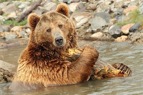 Tourist suggests Yellowstone National Park train bears for better ...