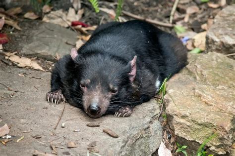 Can Tasmanian Devils Be Kept As Pets? If Not, Why? - Cool Wood Wildlife ...