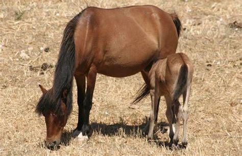 Zanskari Horse Info, Origin, History, Pictures