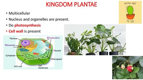 General characteristics of 6 Kingdoms - online presentation