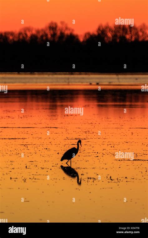 A Great Blue Heron in silhouette with a beautiful sunset casting its ...