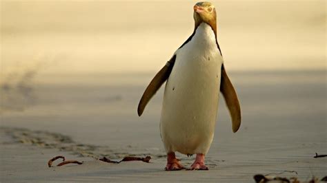 Petition · Protect Biodiversity: Save the Hoiho Penguins - New Zealand ...