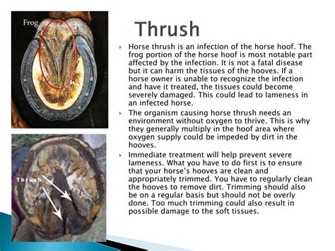 PPT - The Horse Hoof PowerPoint Presentation, free download - ID:2360231