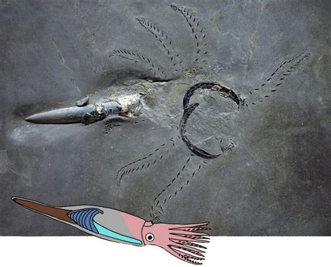 Belemnites are a type of prehistoric squid-like cephalopod that are ...