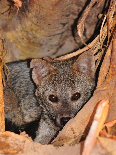 Crab-eating fox with pups | Fox, Pantanal, Pup