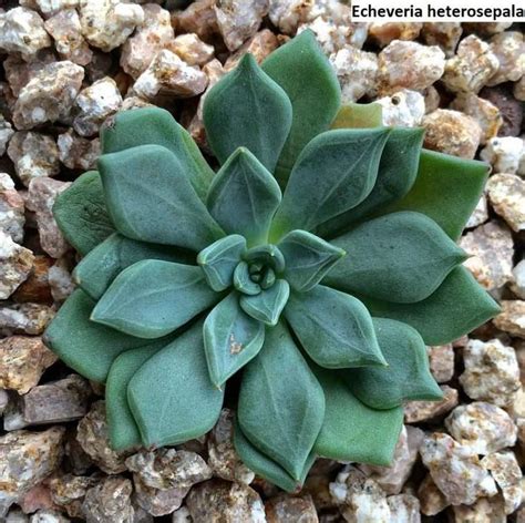 Echeveria lutea / 20 seeds (Yellow Echeveria) - UnusualSeeds