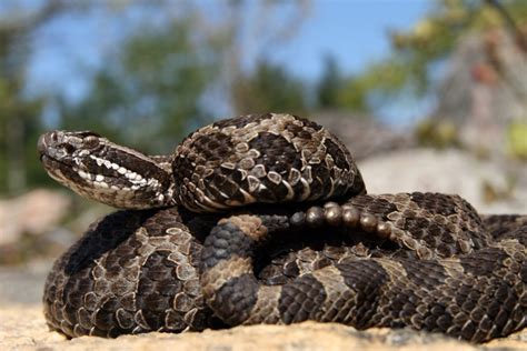 Michigan Snakes: A Quick Field Guide to All 18 Species