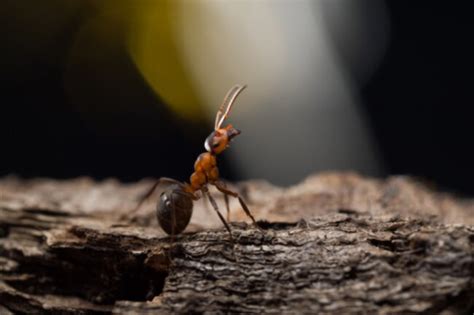 Do Ants Sleep? How, When, Where... Explained