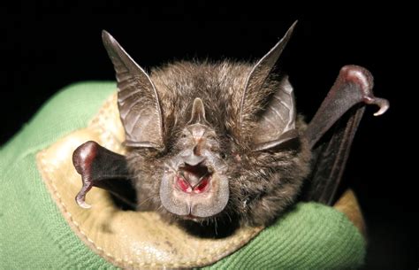 Rhinolophus hilli - Bat Conservation International