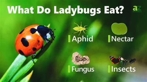 Ladybugs กินอะไร? | Newagepitbulls