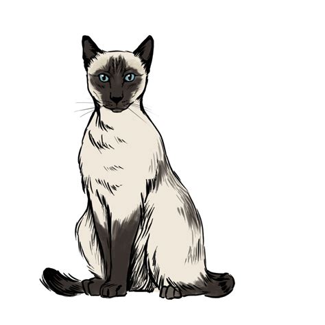 Siamese Cat Drawings - ClipArt Best