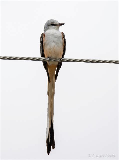 Scissor-tailed Flycatcher