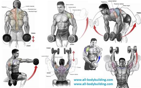 Top 6 Dumbbell Exercises for Shoulders | Dumbbell workout, Shoulder workout, Full shoulder workout