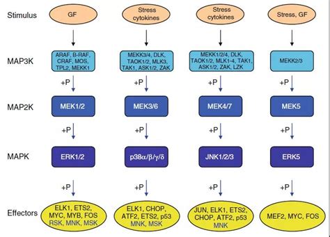 MAPK signaling pathway - Medical Knowledge and News