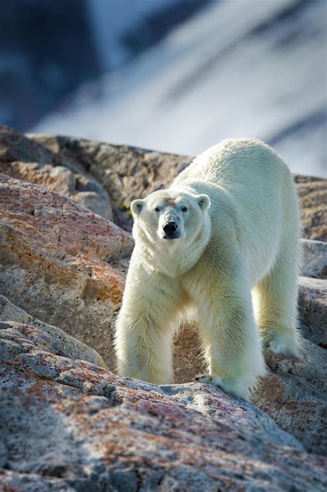 Male Polar Bear Photograph by Peter Orr Photography - Fine Art America