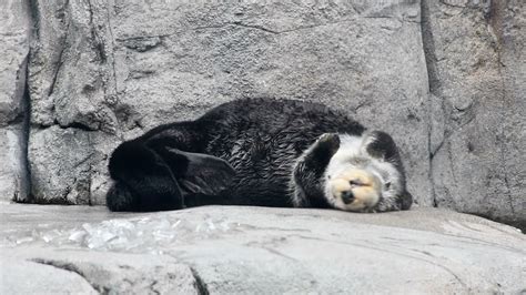 Rosa the Otter Does the Otter Scratch Dance | Monterey Bay Aquarium | California Sea Otters ...