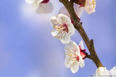 Apricot Flowers – Marc G.C.