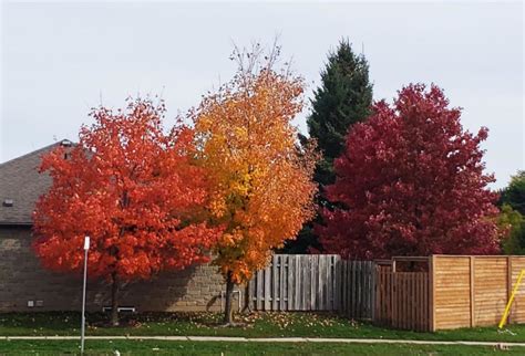 Fall colors, Canada - Photo of the Day - Havana Times