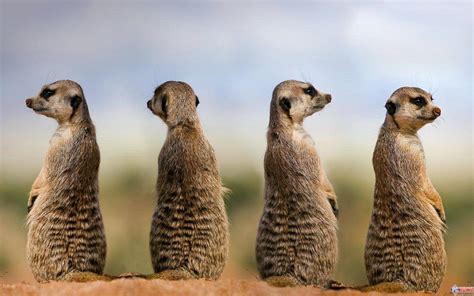 Meerkat Wallpapers - Wallpaper Cave