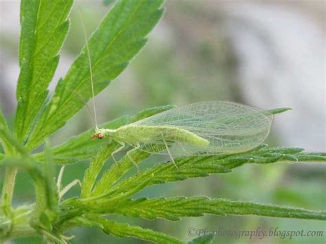 Green Lacewings | Nature, Cultural, and Travel Photography Blog