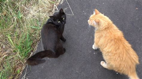 Ginger cat and black cat | Ginger cats, Black cat, Cats