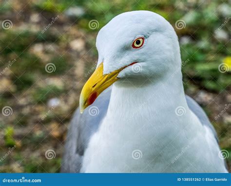 The yellow-legged gull stock photo. Image of nature - 138551262