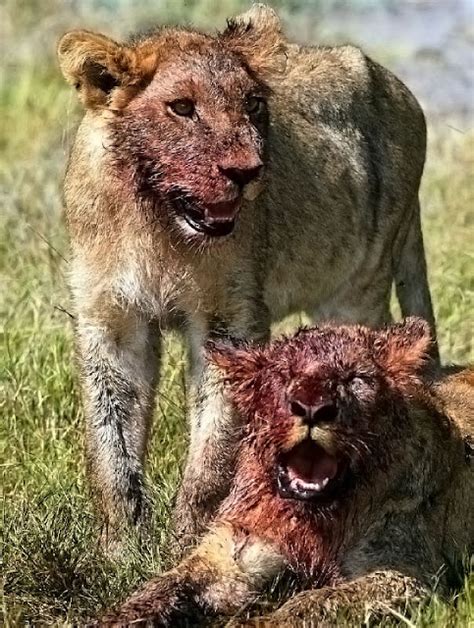 jungle life: African lions hunting pictures