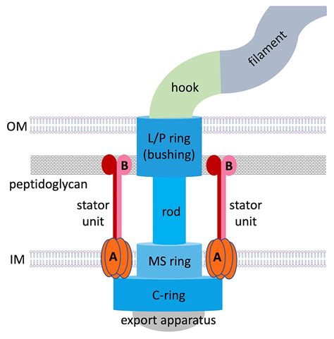 Frontiers | The Structure, Composition, and Role of Periplasmic Stator Scaffolds in Polar ...