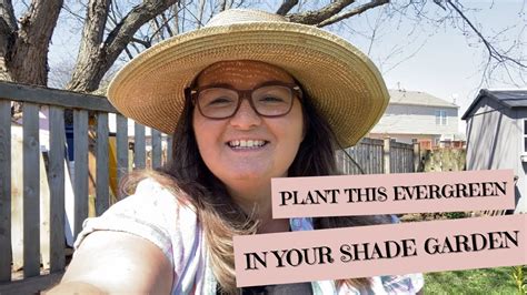 Plant This Evergreen in Your Shade Garden - YouTube