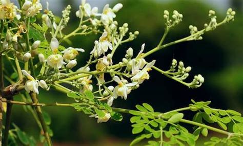 South African Medicinal Plants