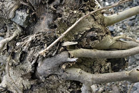 Free photo: Dead tree roots - Branches, Dead, Dirt - Free Download - Jooinn