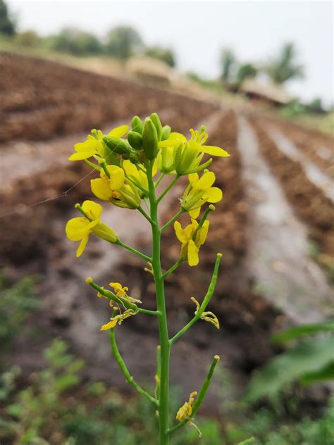 Mustard plant flowers - PixaHive