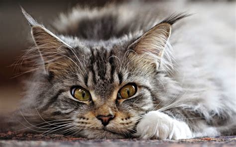 CAT BREED - MAINE COON | The Pet Net