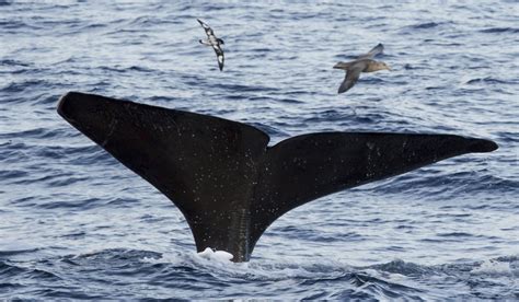 TYPE D ORCAS: mysterious stalkers of the Southern Oceans - ORCAZINE