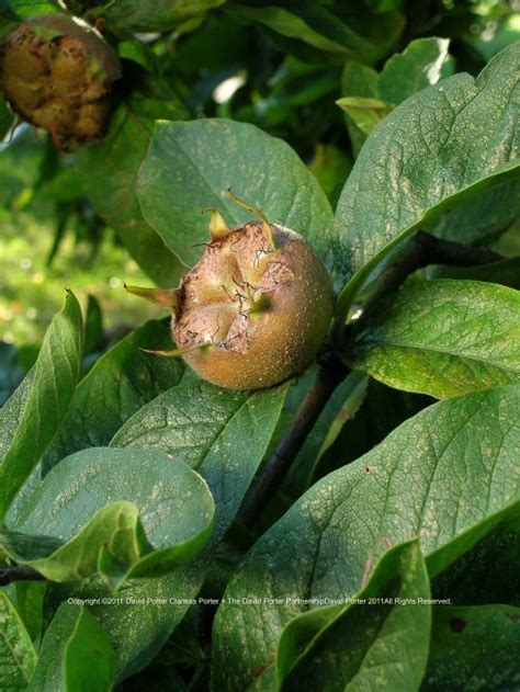 medlar jelly recipe | Deptford Pudding