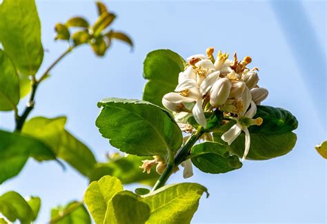 Lemon Tree Flowers - Free photo on Pixabay - Pixabay