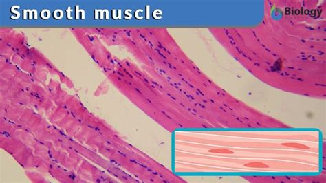 Smooth muscle Definition and Examples - Biology Online Dictionary