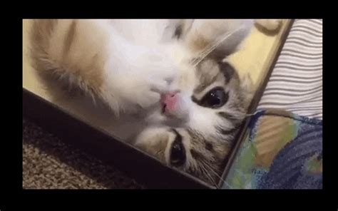 Kitty Laughing GIF - Find & Share on GIPHY