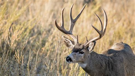 Best Deer Hunting Locations - The Deer Hunting