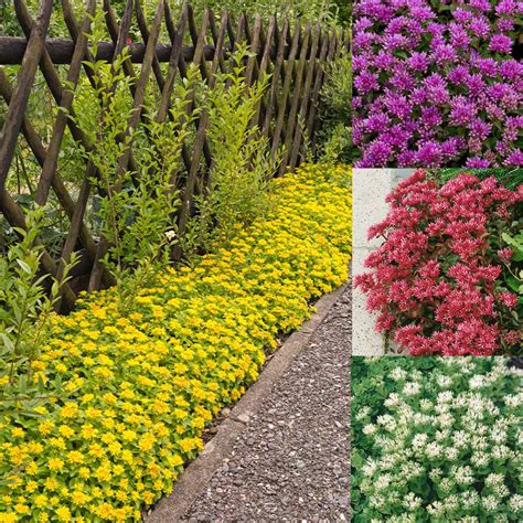 Sedum (Stonecrop) Ground Cover Mixed | J Parker Dutch Bulbs