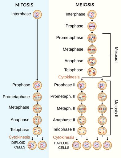 Mitosis And Meiosis Stages