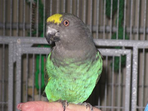 Meyer's Parrot Facts, Pet Care, Personality, Feeding, Pictures ...