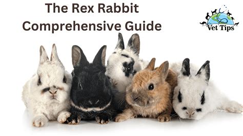 The Rex Rabbit Comprehensive Guide - Vet Tips