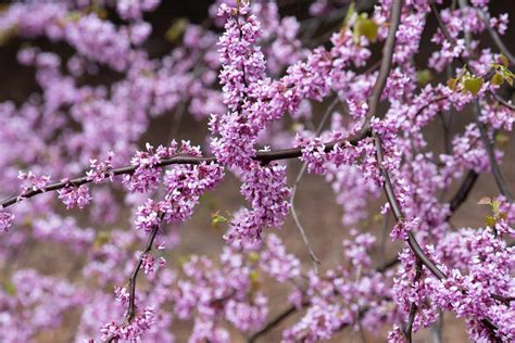 How to Grow and Care for Weeping Redbud