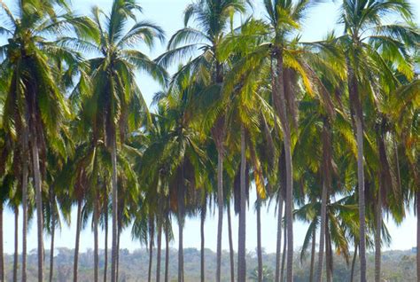 Chacala: a quiet Mexico beach in Nayarit - MexConnect