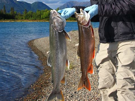 Research continues on elevated mercury levels in some non-migratory fish in Southwest Alaska