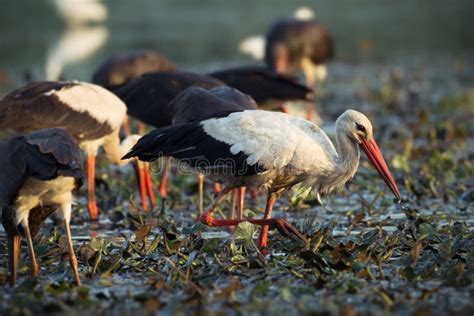 White Stork in the Nature Habitat Stock Photo - Image of nature, prey: 99143940