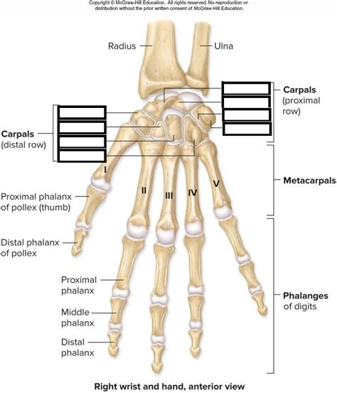 Metacarpals Anatomy