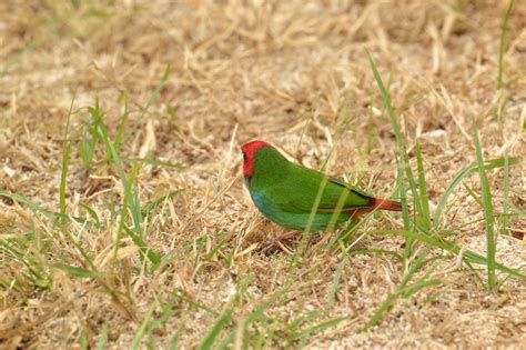 8 Beautiful Birds To Look Out For In Fiji