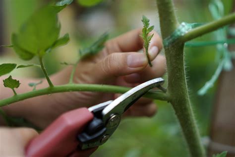 When, Why & How To Prune Tomato Plants & Suckers - Tomato Care 101!